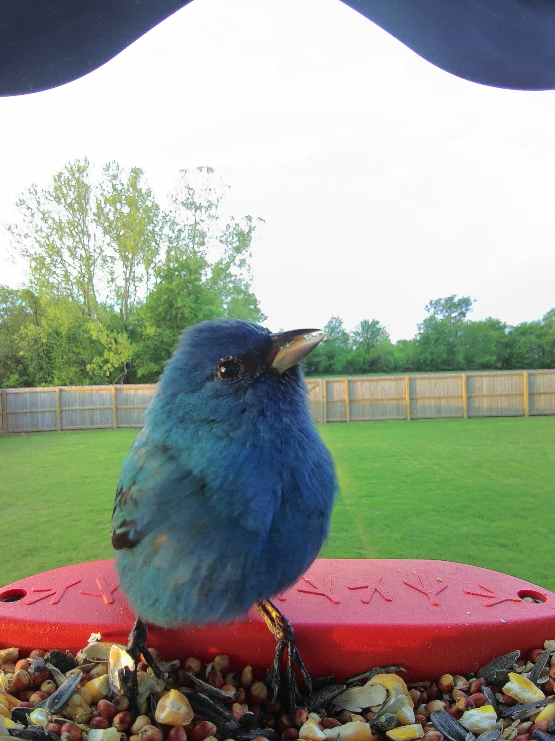Painted Bunting vs Lesser Goldfinch - Bird Buddy WIKI